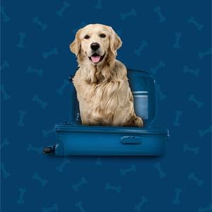 Pet Friendly Hotel ILUNION Mérida Palace Mérida