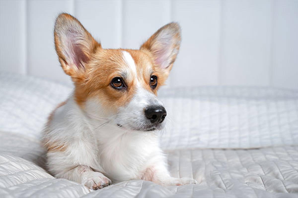 1. selecciona una habitación pet friendly Hotel ILUNION Mérida Palace