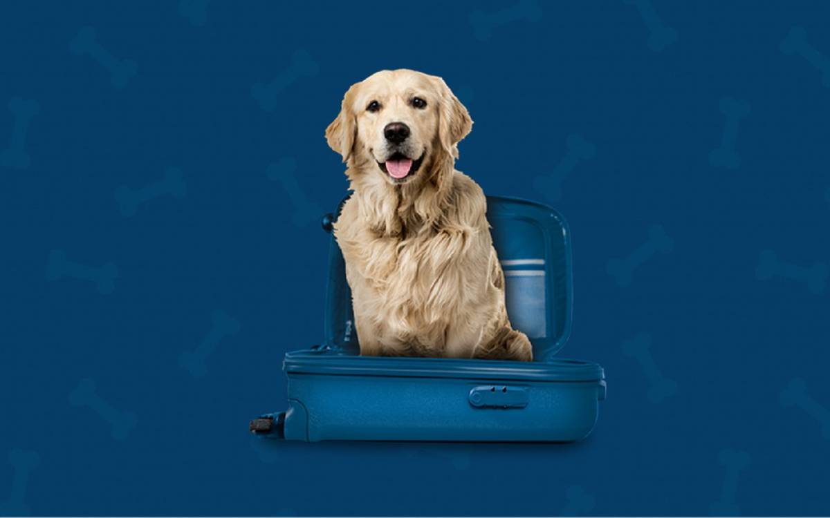 Somos pet friendly Hotel ILUNION Mérida Palace Somos pet friendly Hotel ILUNION Mérida Palace