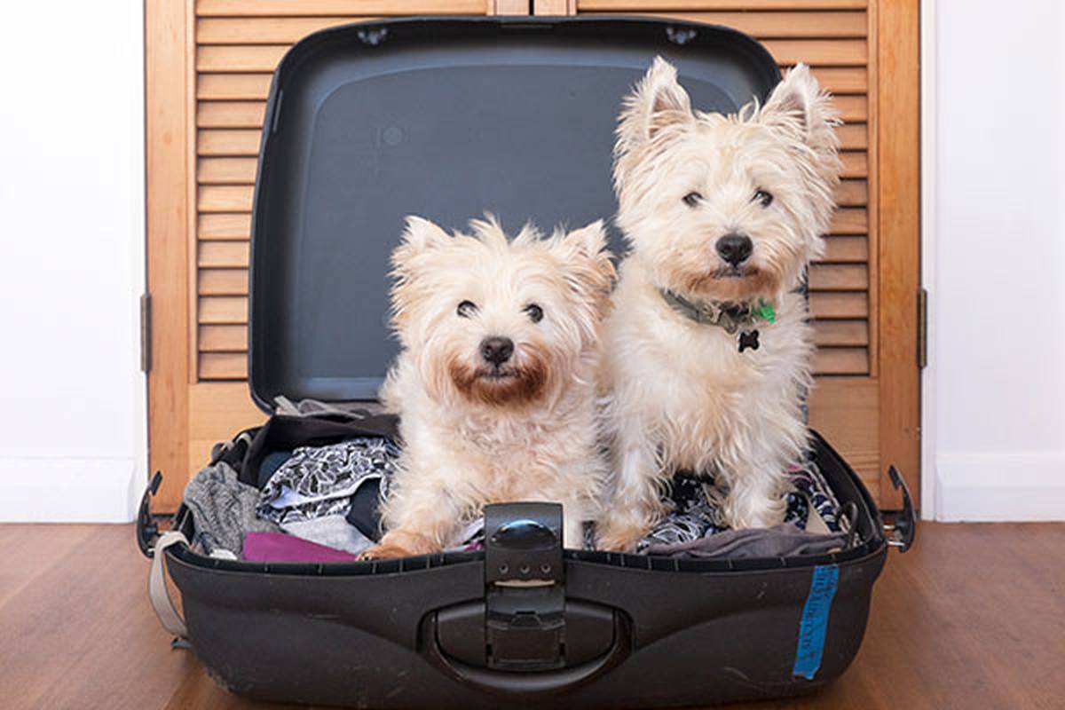 2. informarnos de tu mascota Hotel ILUNION Mérida Palace